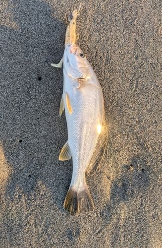 ニベの釣果