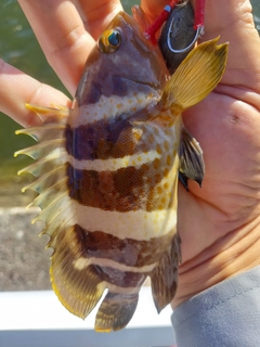 アオハタの釣果