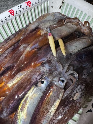 スルメイカの釣果
