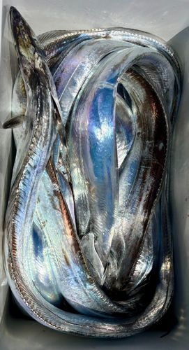 タチウオの釣果