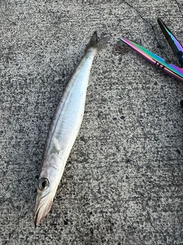 マルソウダの釣果