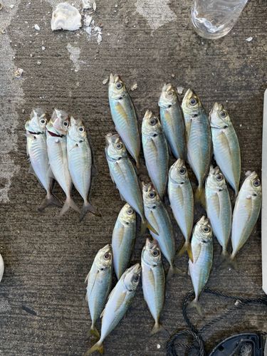 アジの釣果
