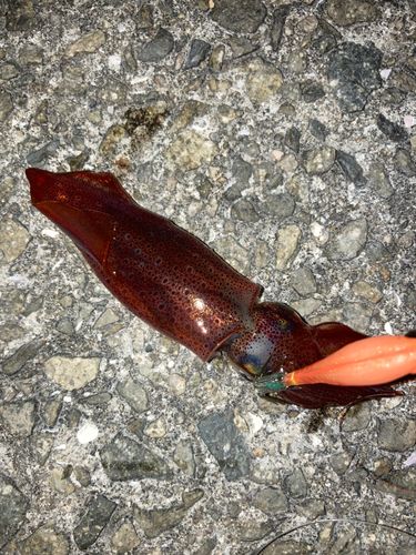 ケンサキイカの釣果