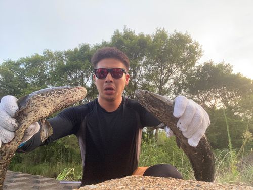 ライギョの釣果