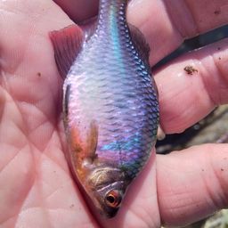 タイリクバラタナゴ