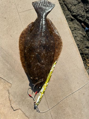 ヒラメの釣果