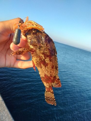 ヨロイメバルの釣果