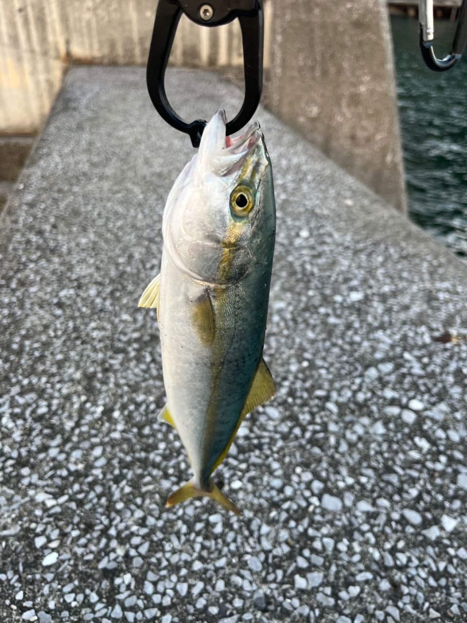 ヤズ