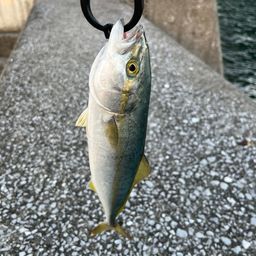 ヤズ