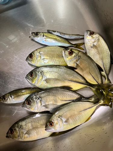 メッキの釣果