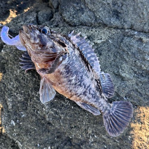 ソイの釣果
