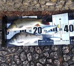 コイの釣果