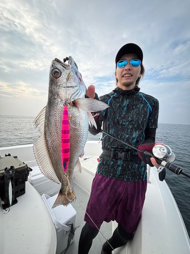 クログチの釣果