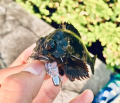 ムラソイの釣果