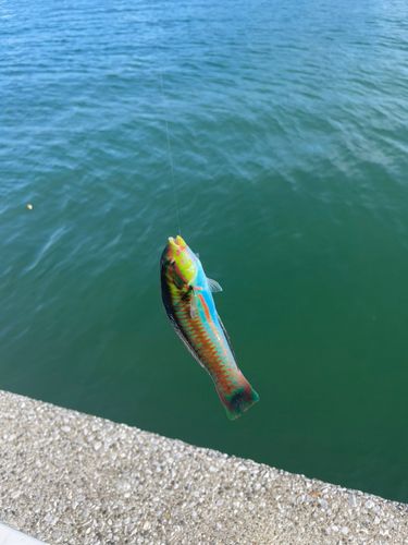ベラの釣果