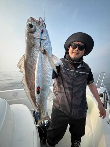 クログチの釣果