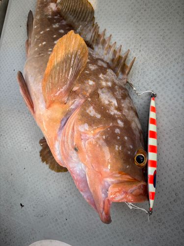 キジハタの釣果