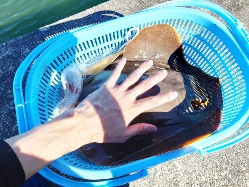 アカエイの釣果