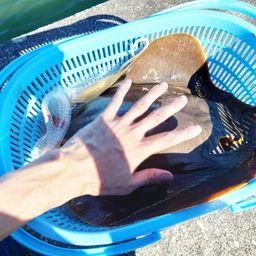 アカエイ