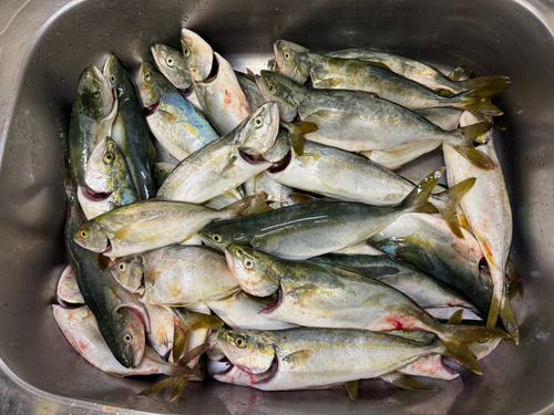 イナダの釣果