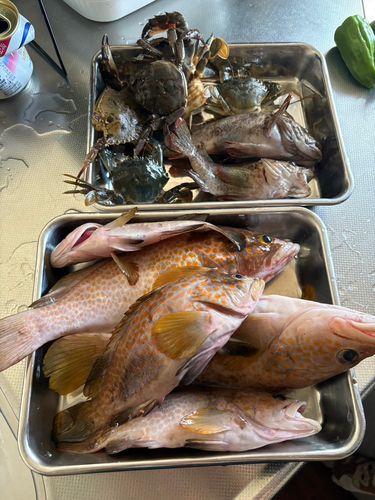 キジハタの釣果