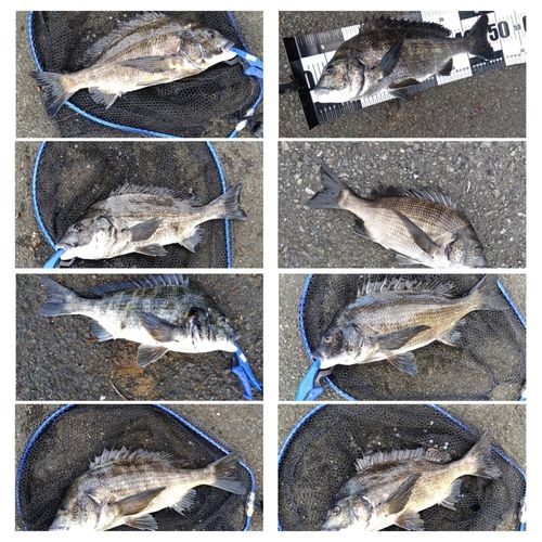 チヌの釣果