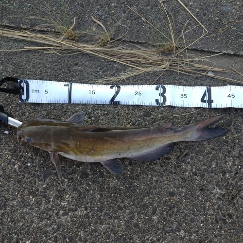 アメリカナマズの釣果