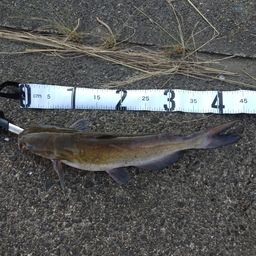 アメリカナマズ