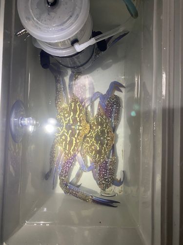 タイワンガザミの釣果
