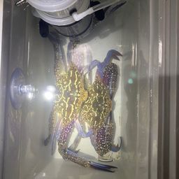 タイワンガザミ