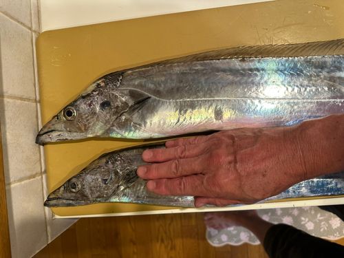 タチウオの釣果