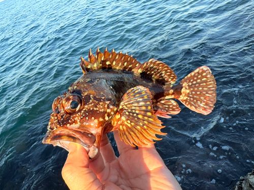 ガシラの釣果