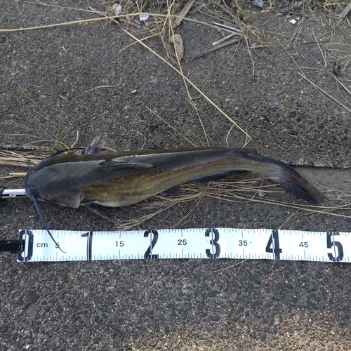 アメリカナマズの釣果