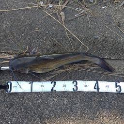 アメリカナマズ