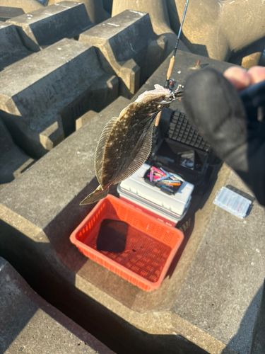 ソゲの釣果