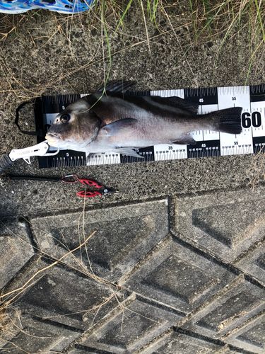 コショウダイの釣果
