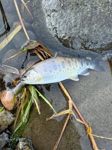 ヤマメの釣果