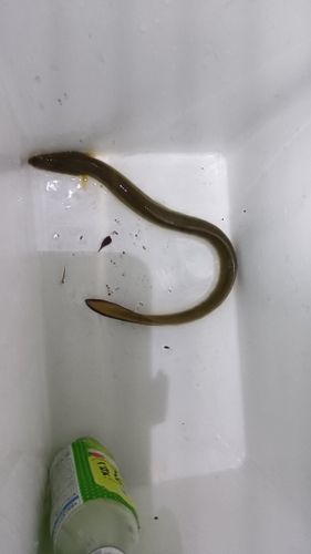 ウナギの釣果