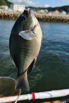 グレの釣果