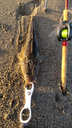 マゴチの釣果