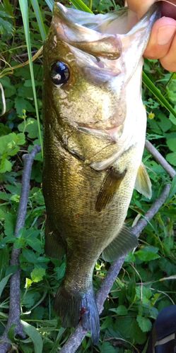 ブラックバスの釣果