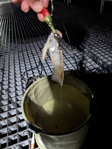 ケンサキイカの釣果