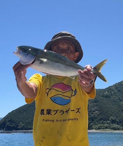 ハマチの釣果