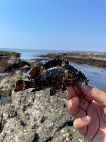 ソイの釣果