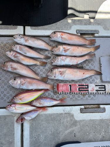 シロアマダイの釣果