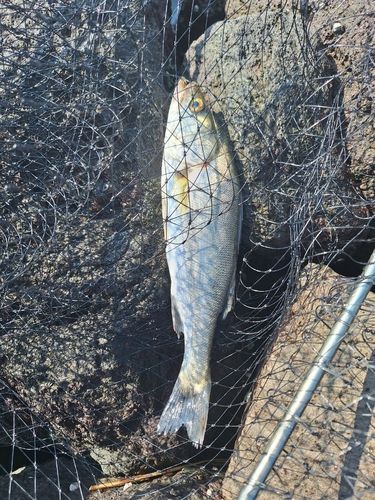 セイゴ（マルスズキ）