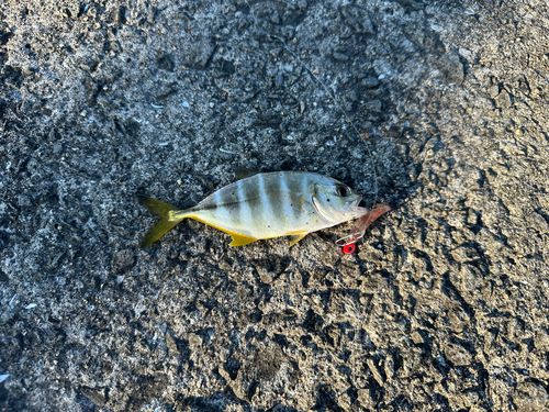 シマアジの釣果