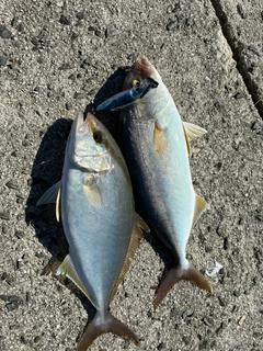 ネリゴの釣果