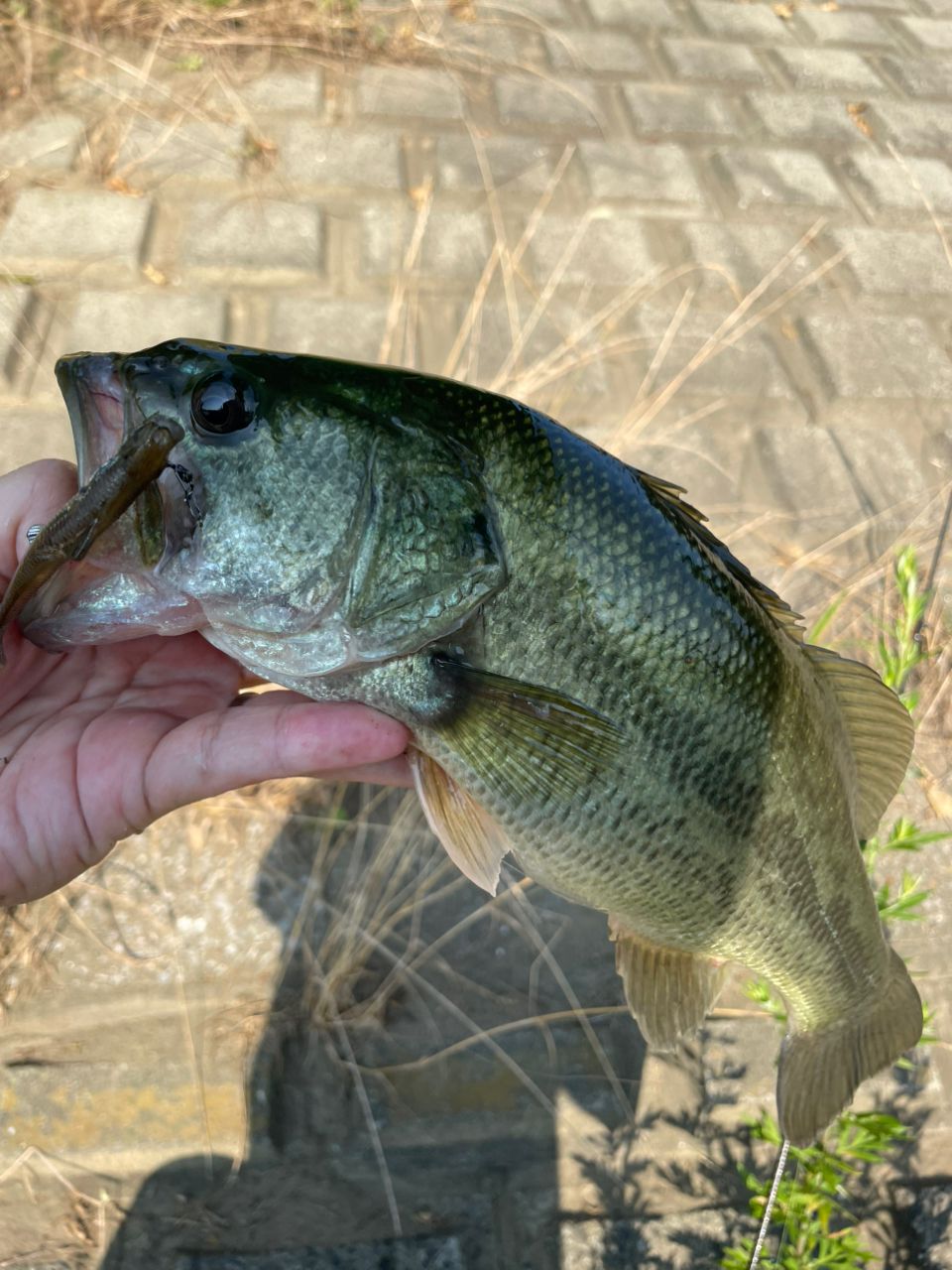 ラージマウスバス