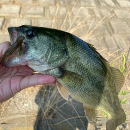 ラージマウスバス